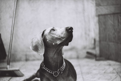 Close-up of a dog looking away