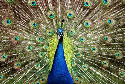 Close-up of peacock