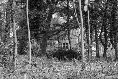 Abandoned built structure in forest