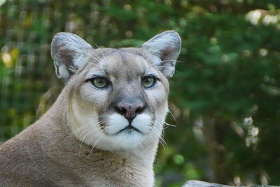 Close-up of mountain lion