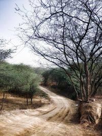 Dirt road amidst bare trees against sky