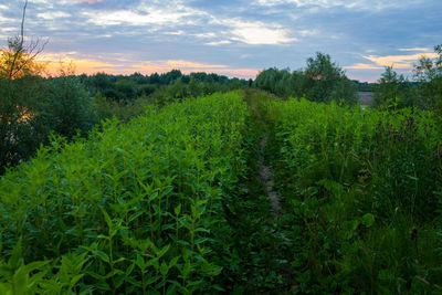 Scenic view of agricultural field against sky