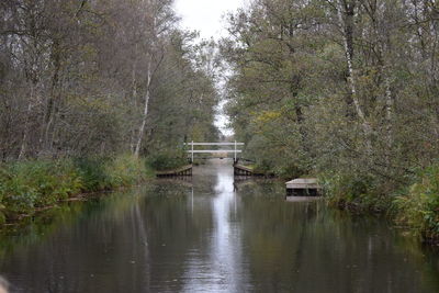 Scenic view of river amidst trees in forest