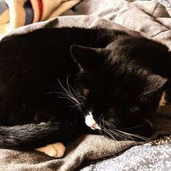 Close-up of cat sleeping on bed