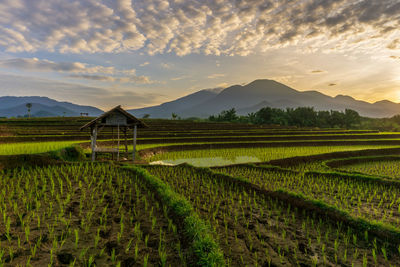 Beautiful morning views of mountains and rice terraces in a cool and beautiful village