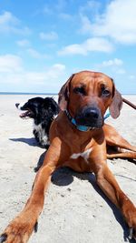 Portrait of dog relaxing on beach