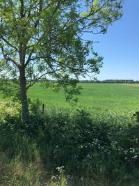 Trees on field against clear sky