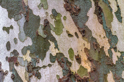 Full frame shot of tree trunk