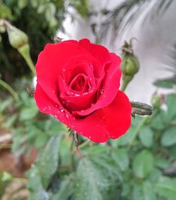 Close-up of red rose