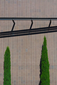 Trees against building on sunny day