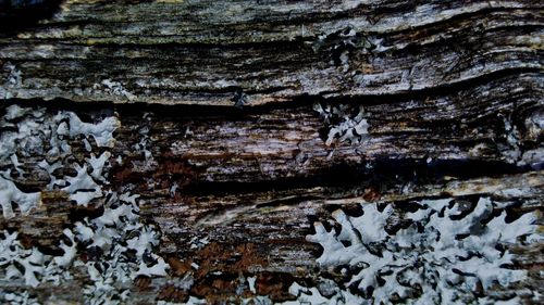 Close-up of tree trunk