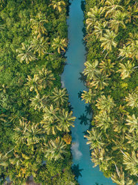 High angle view of trees on field