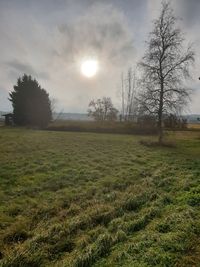 Bare trees on field against sky