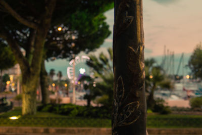 Close-up of tree trunk