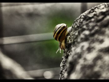 Close-up of snail