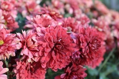Close-up of red dahlias blooming outdoors