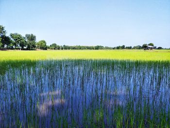 Scenic view of field against clear sky