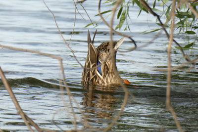 View of bird in lake