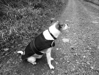 High angle view of dog