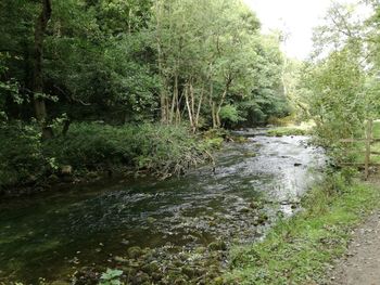 Scenic view of river flowing in forest