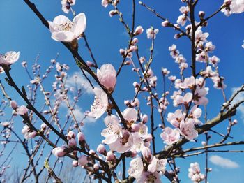 Close-up of white cherry blossoms in spring