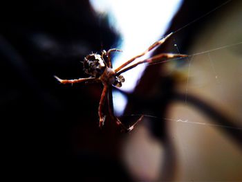 Close-up of spider on web