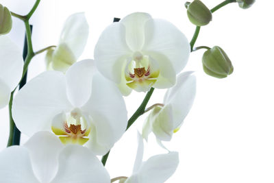 Close-up of orchids growing against white background