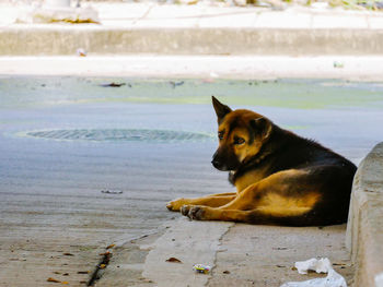 Dog looking at sea shore