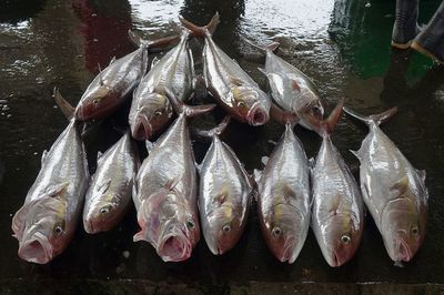 Close-up of fishes for sale in market