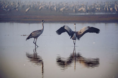 High angle view of gray heron on lake