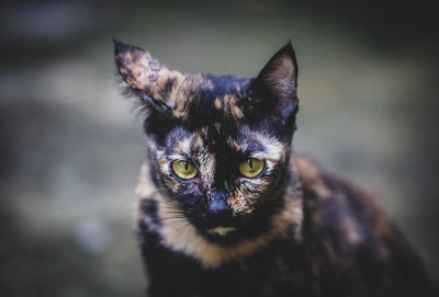 Close-up portrait of cat