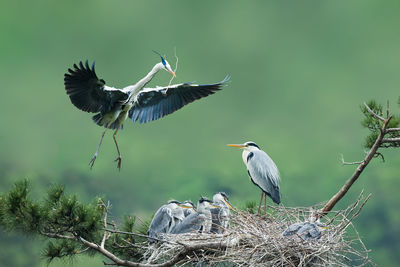 Great blue herons perching on nest