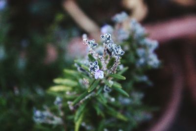 Close-up of white flowers