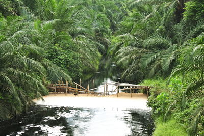 Scenic view of palm trees in forest