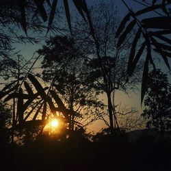 Silhouette trees against sky during sunset