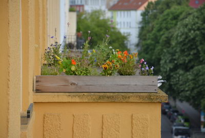 Close-up of potted plant against building