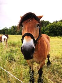 Horses in the field