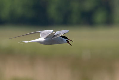 Seagull flying