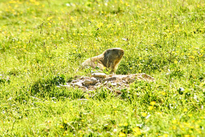 Squirrel on a field