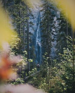 Trees in forest