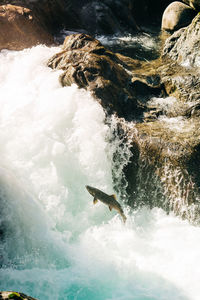 Side view from above of an adult salmon jumping up a waterfall