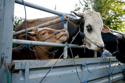 Cows in a transport