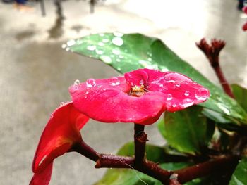 Close-up of red flowers