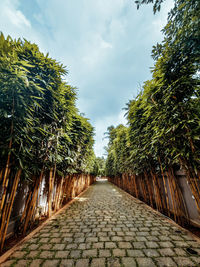 Empty road along plants and trees against sky