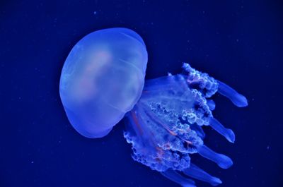 Close-up of jellyfish against blue background