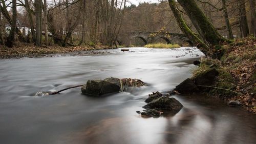 Scenic view of river in forest