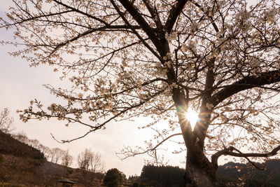 Low angle view of sunlight streaming through tree