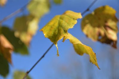 Close-up of yellow leaves against clear blue sky