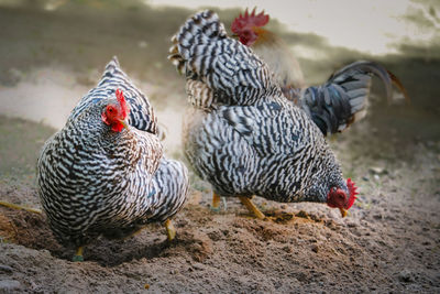 Chickens on sand