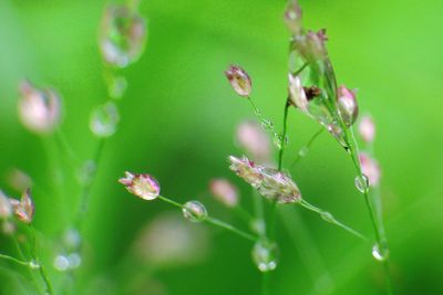 Close-up of water drops on plant
